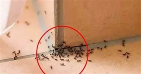 家裡突然出現很多螞蟻預示什麼 耳朵癢男左女右